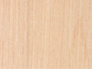 Yellow Birch